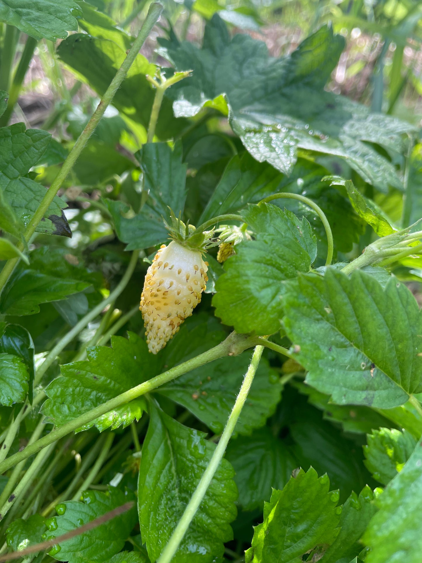 Fraisier alpin 'Yellow Wonder'