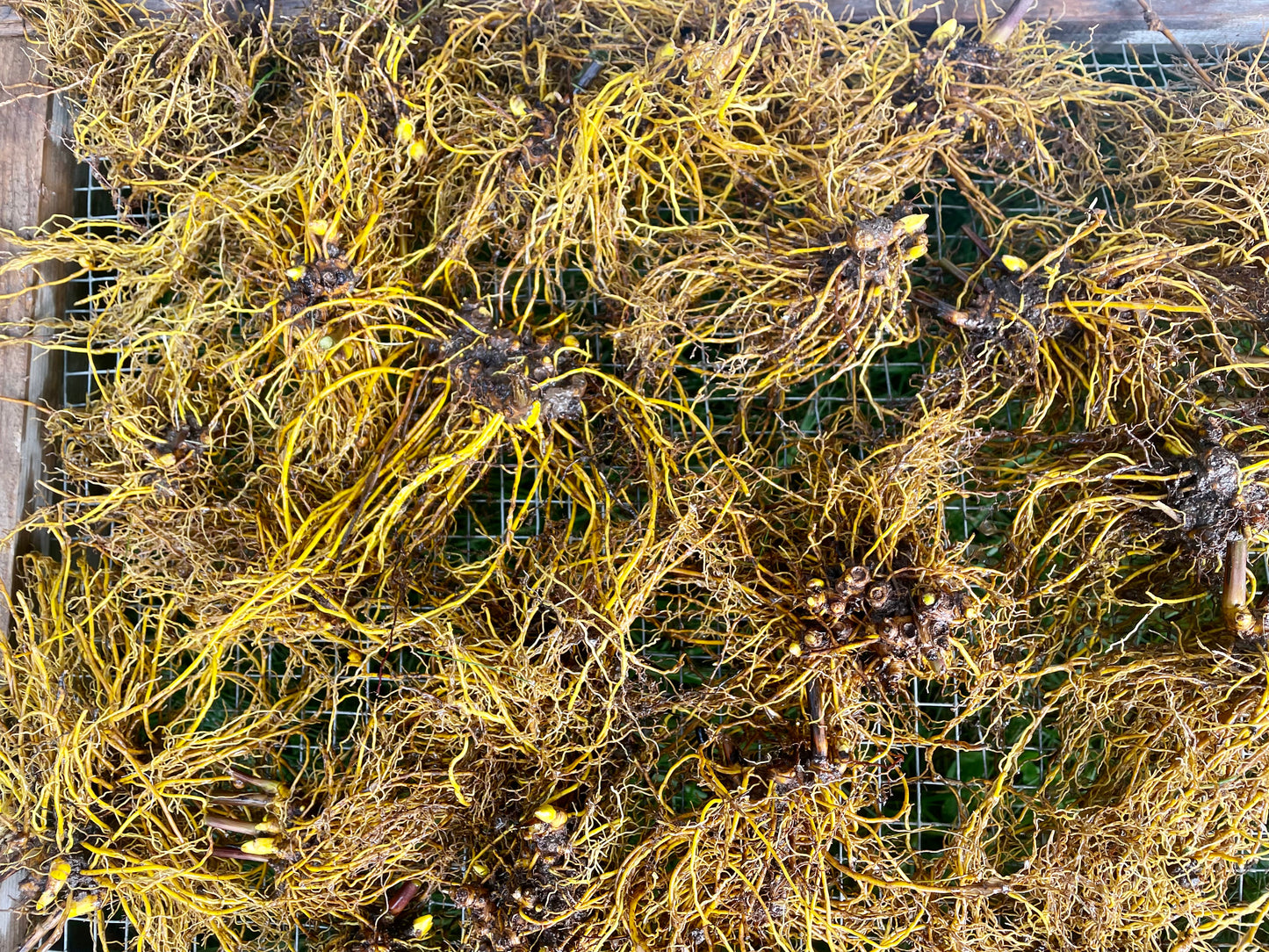Poudre de racines séchées Hydraste du Canada