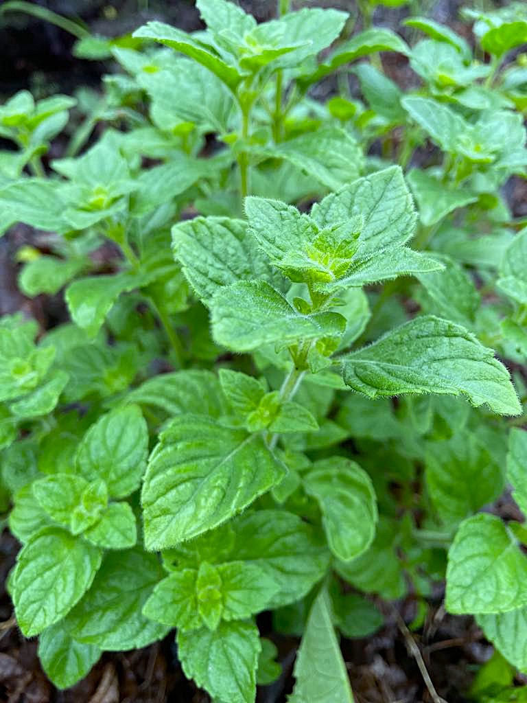 Nepitella