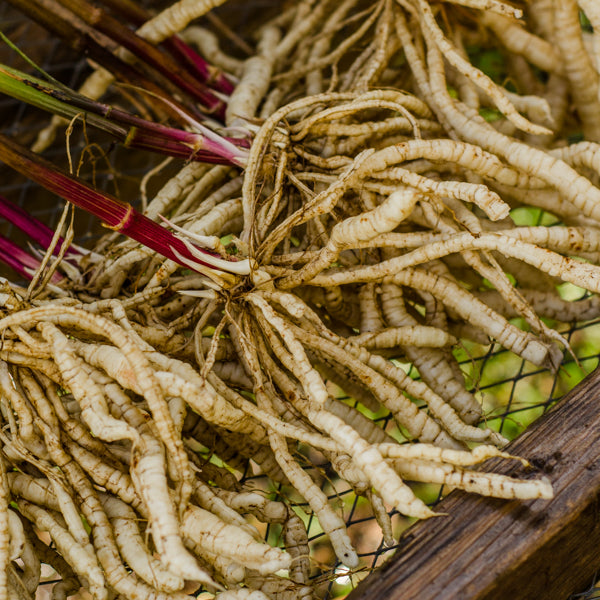 Légumes racines/Tubercules