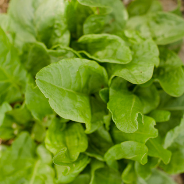 Légumes feuilles