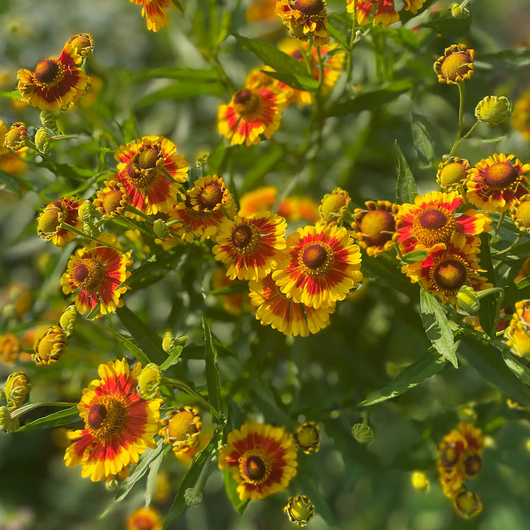 Super-hôtes pour les pollinisateurs