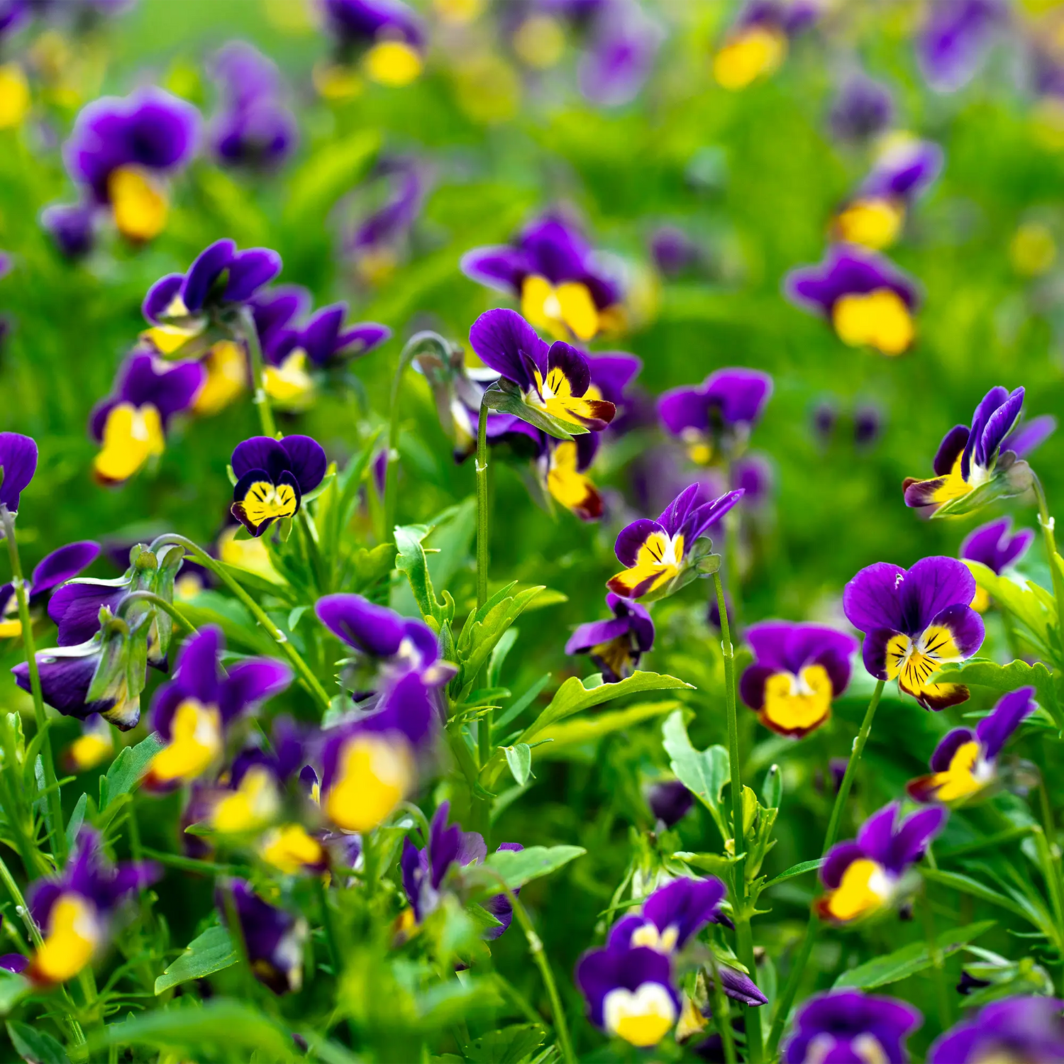 Fleurs comestibles