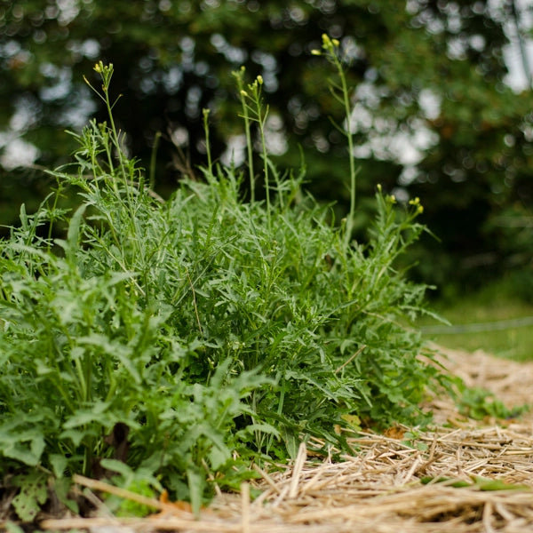 Roquette vivace