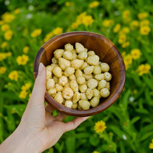 Fraisier alpin 'Yellow Wonder'