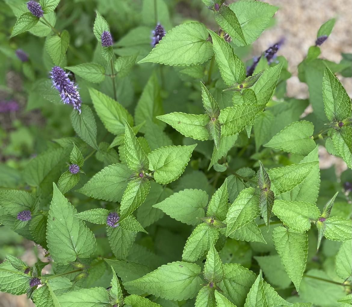 Agastache coréenne/ Menthe coréenne