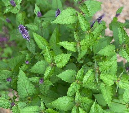 Agastache coréenne/ Menthe coréenne