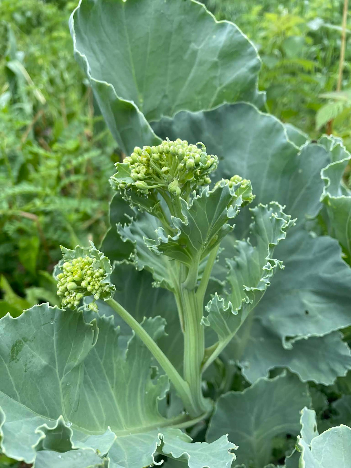 Crambe maritime