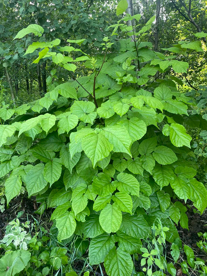 Aralie à grappes