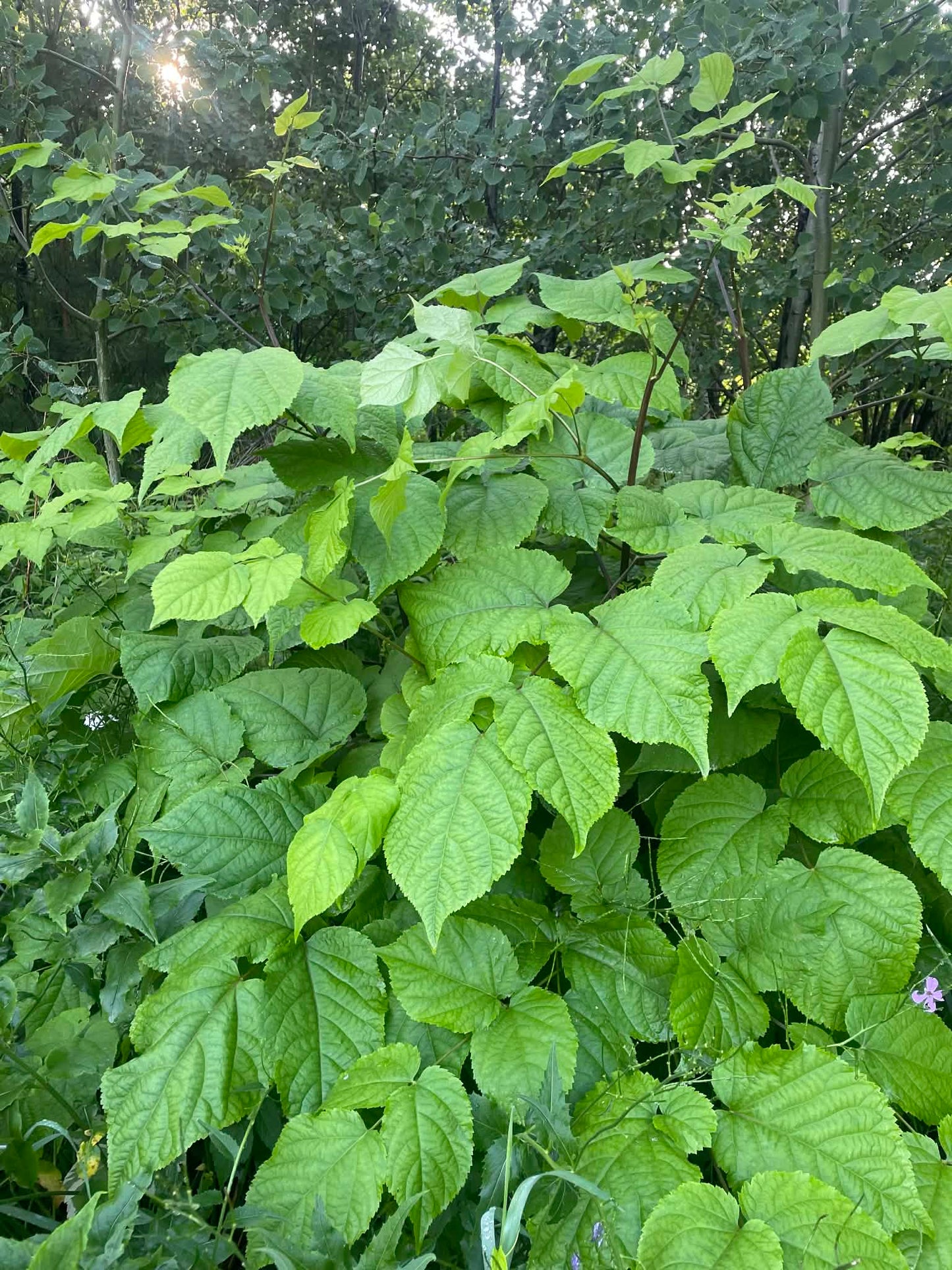 Aralie à grappes