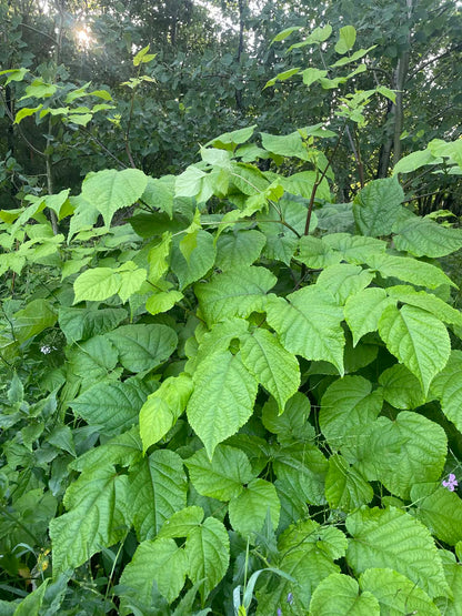 Aralie à grappes