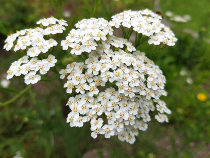 Achillée millefeuille