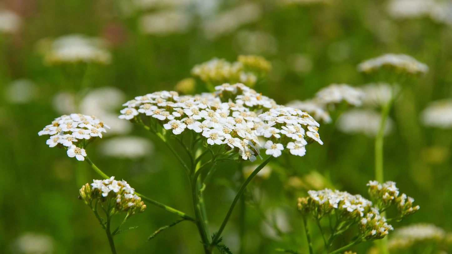 Achillée millefeuille