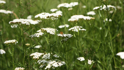 Achillée millefeuille