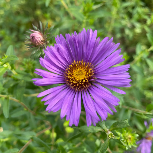 Aster de Nouvelle-Angleterre