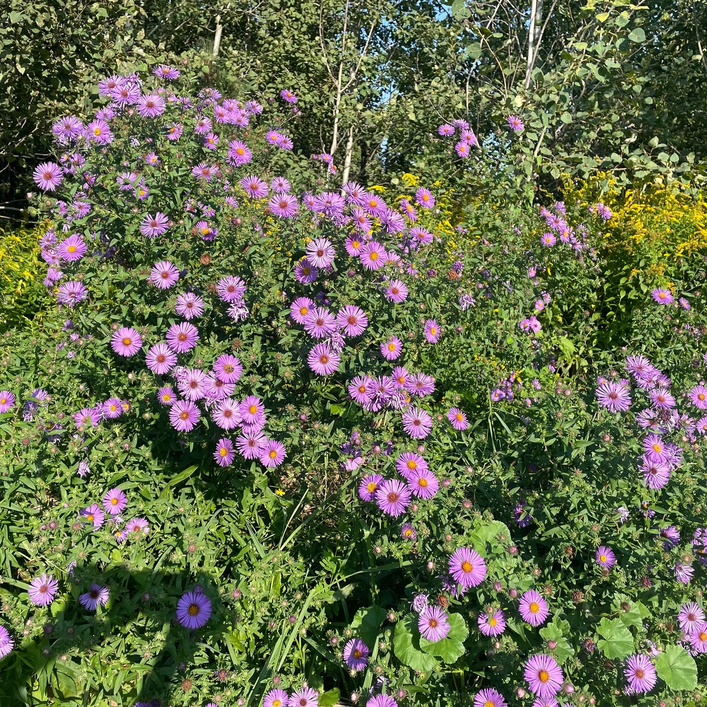 Aster de Nouvelle-Angleterre