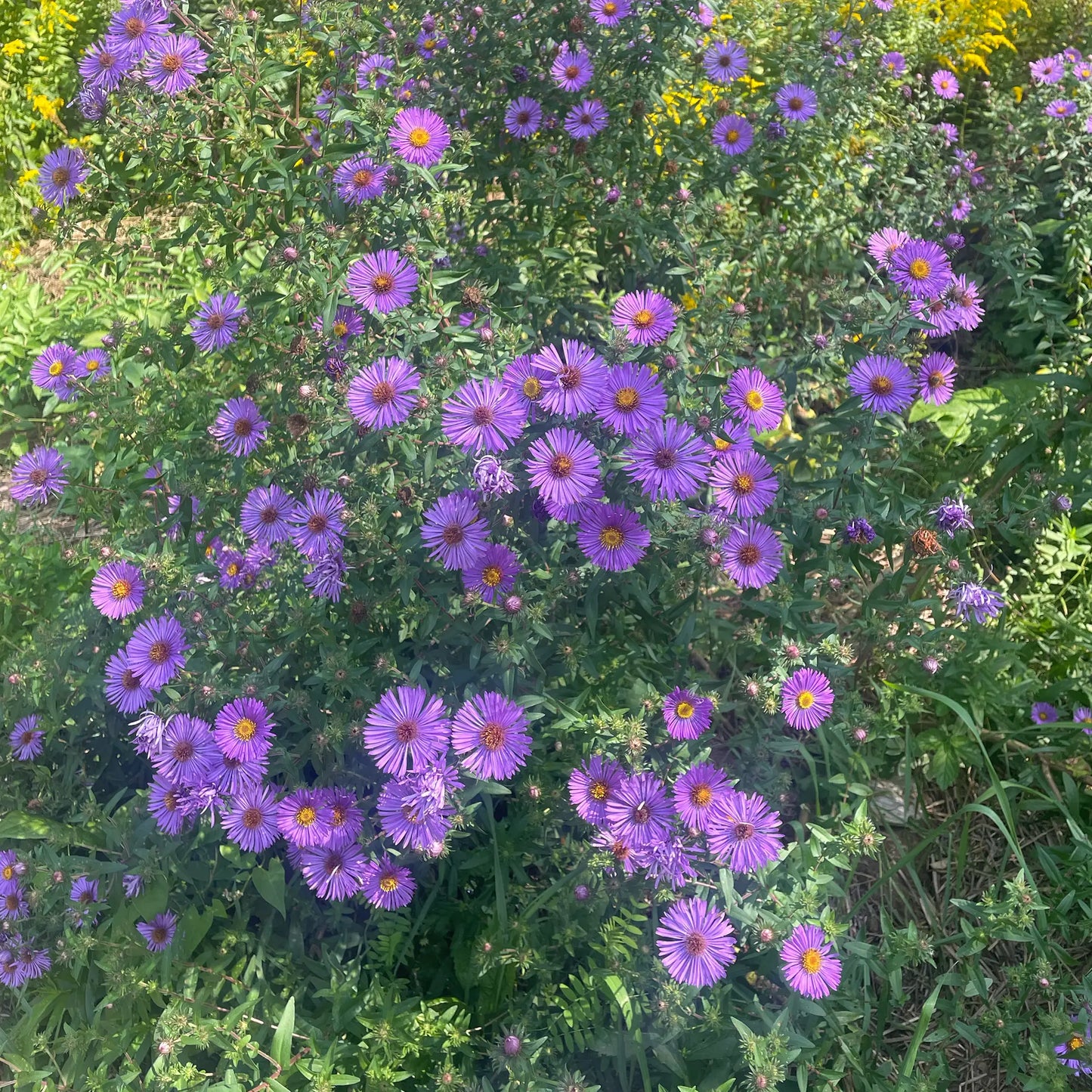 Aster de Nouvelle-Angleterre