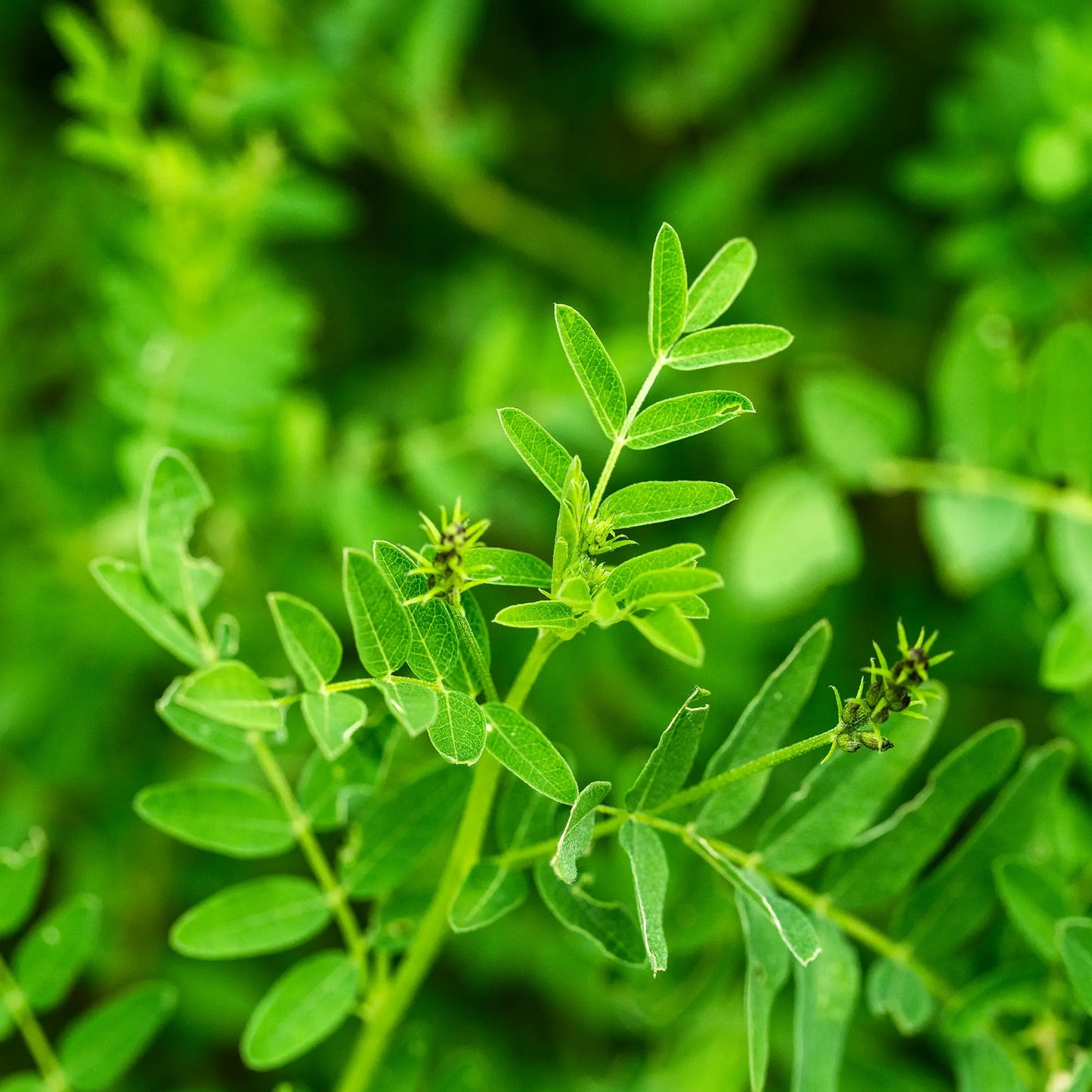 Astragale de Chine (Huang Qi)