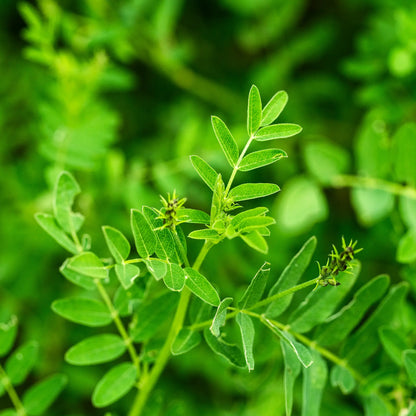 Astragale de Chine (Huang Qi)