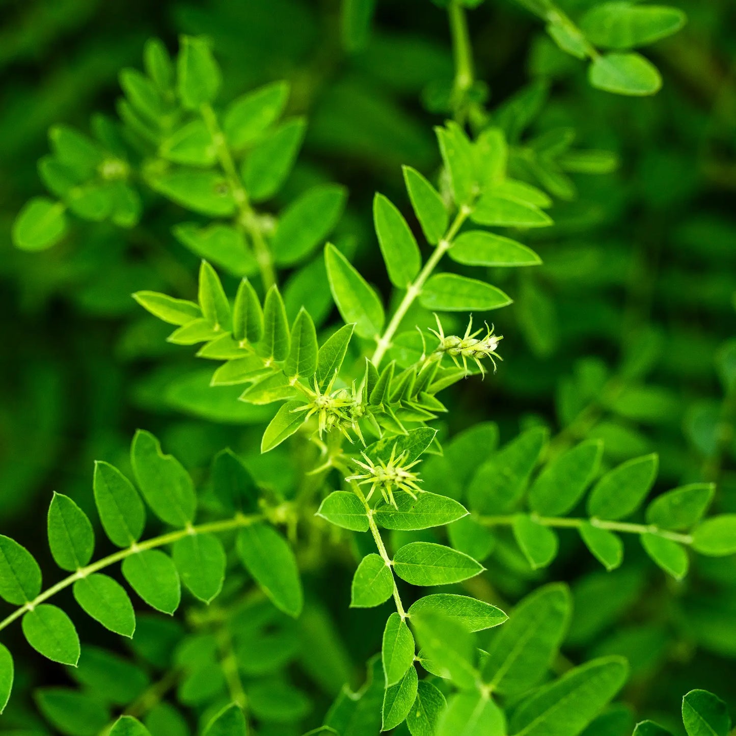 Astragale de Chine (Huang Qi)