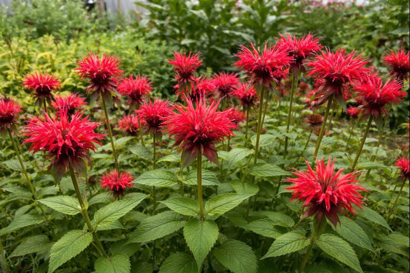 Monarde écarlate
