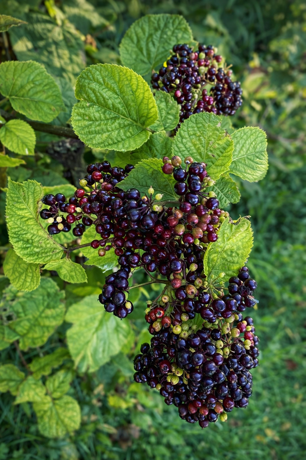 Aralie à grappes