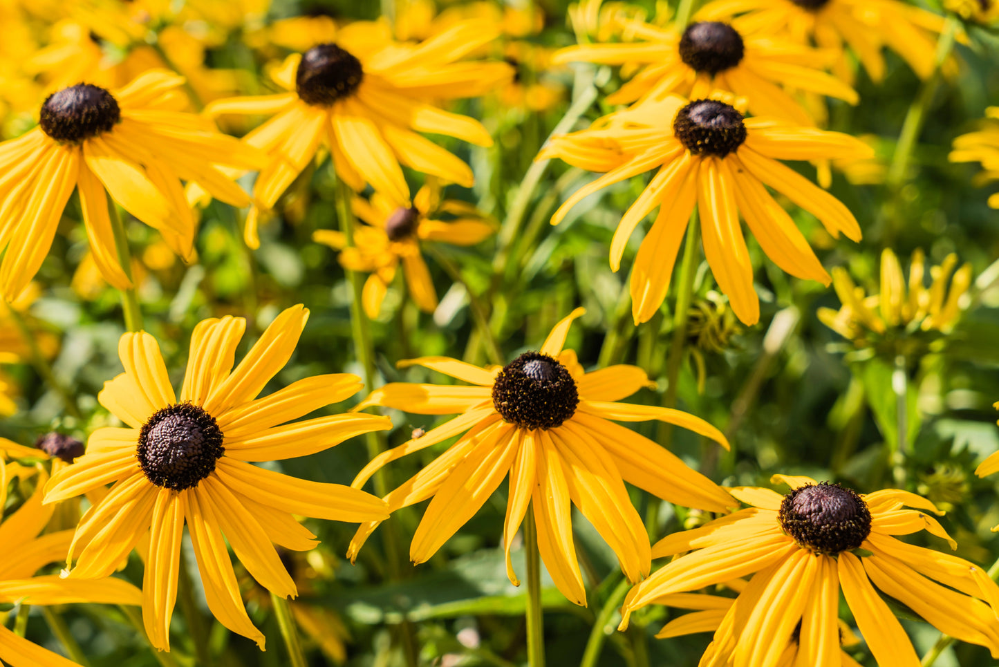 Rudbeckie lumineuse