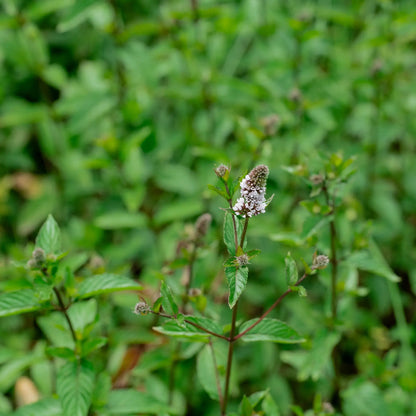 Menthe poivrée