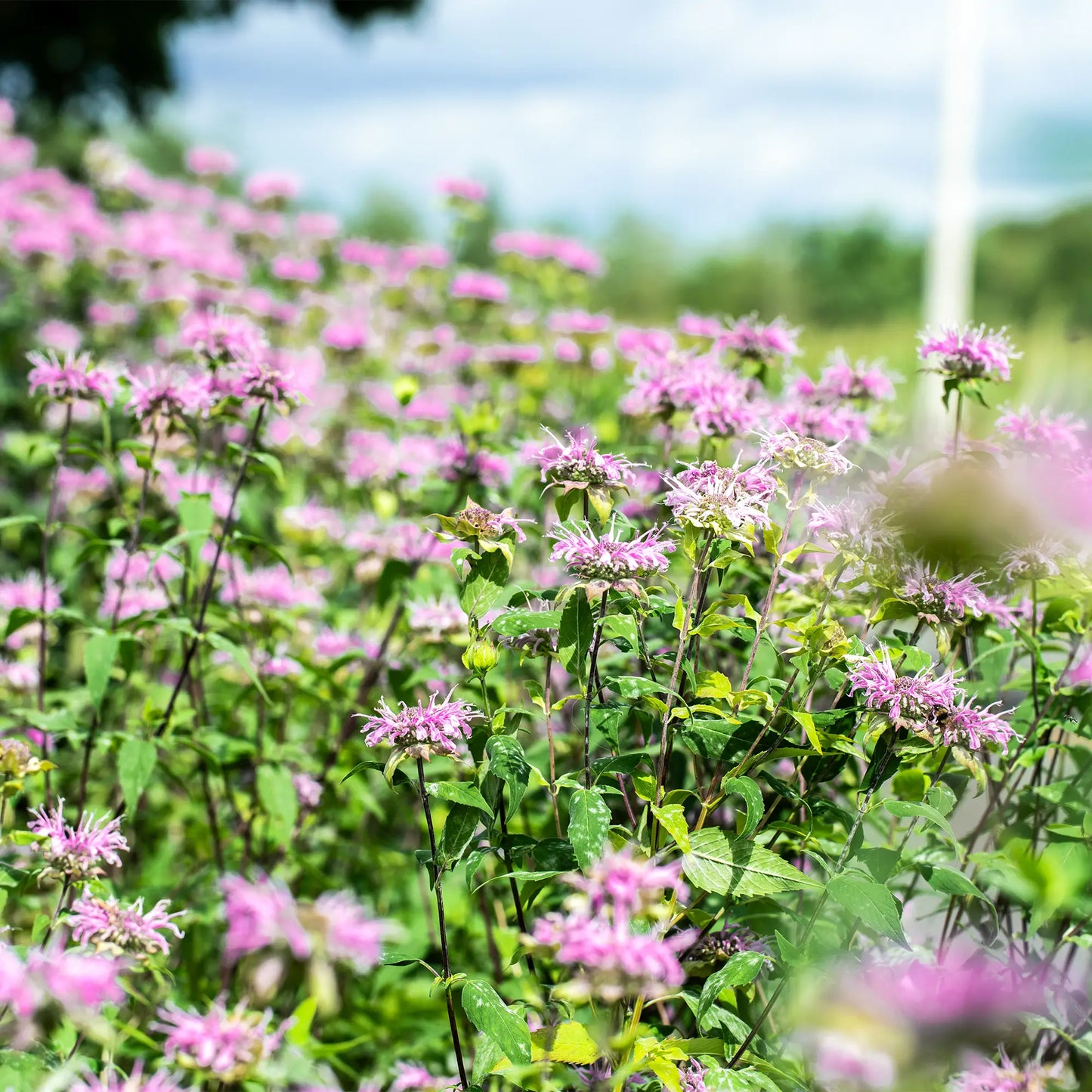 Monarde fistuleuse