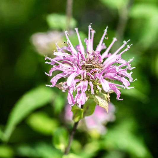 Monarde fistuleuse