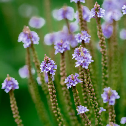 Verveine bleue