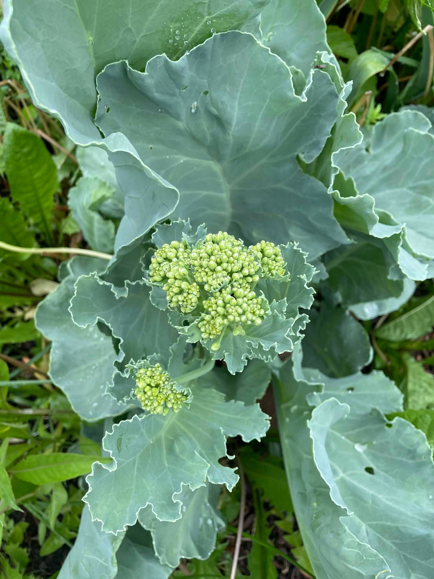 Crambe maritime