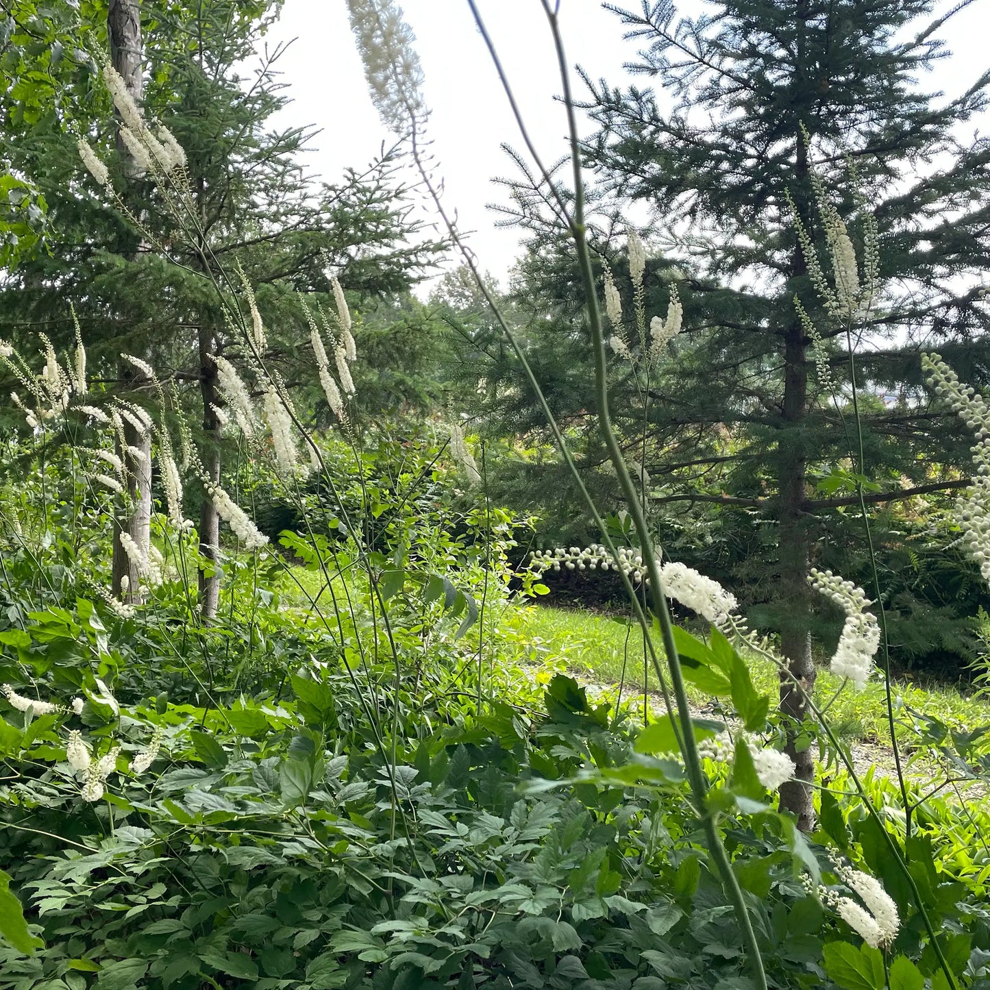 Racines séchées Actée à grappes noires