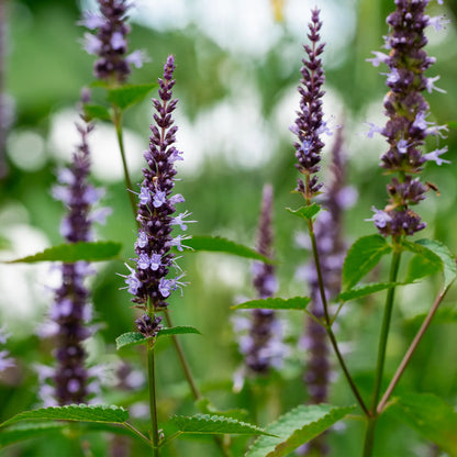 Agastache coréenne/ Menthe coréenne