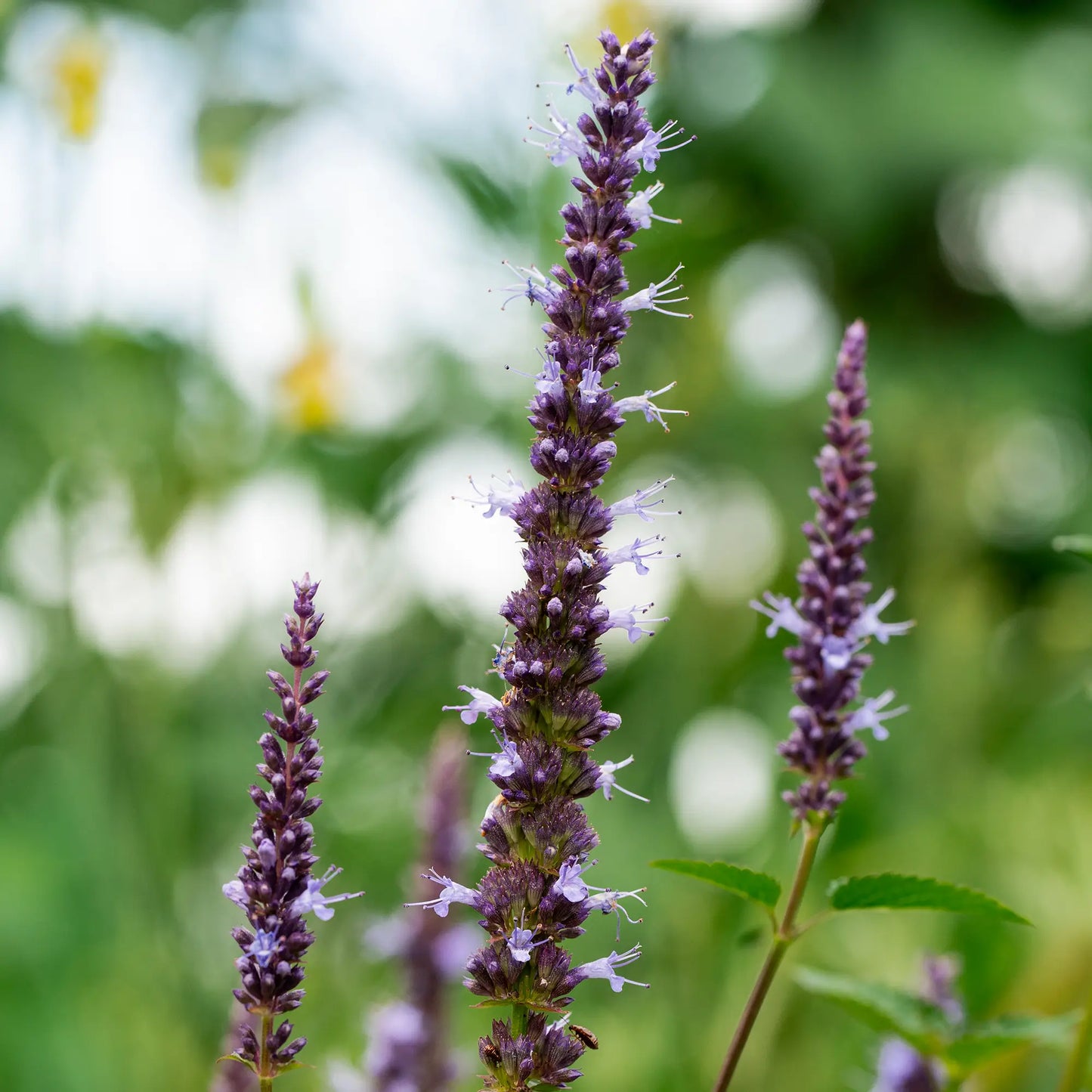 Agastache coréenne/ Menthe coréenne