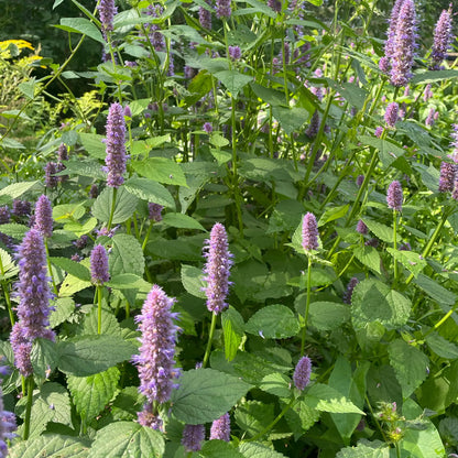 Agastache fenouil