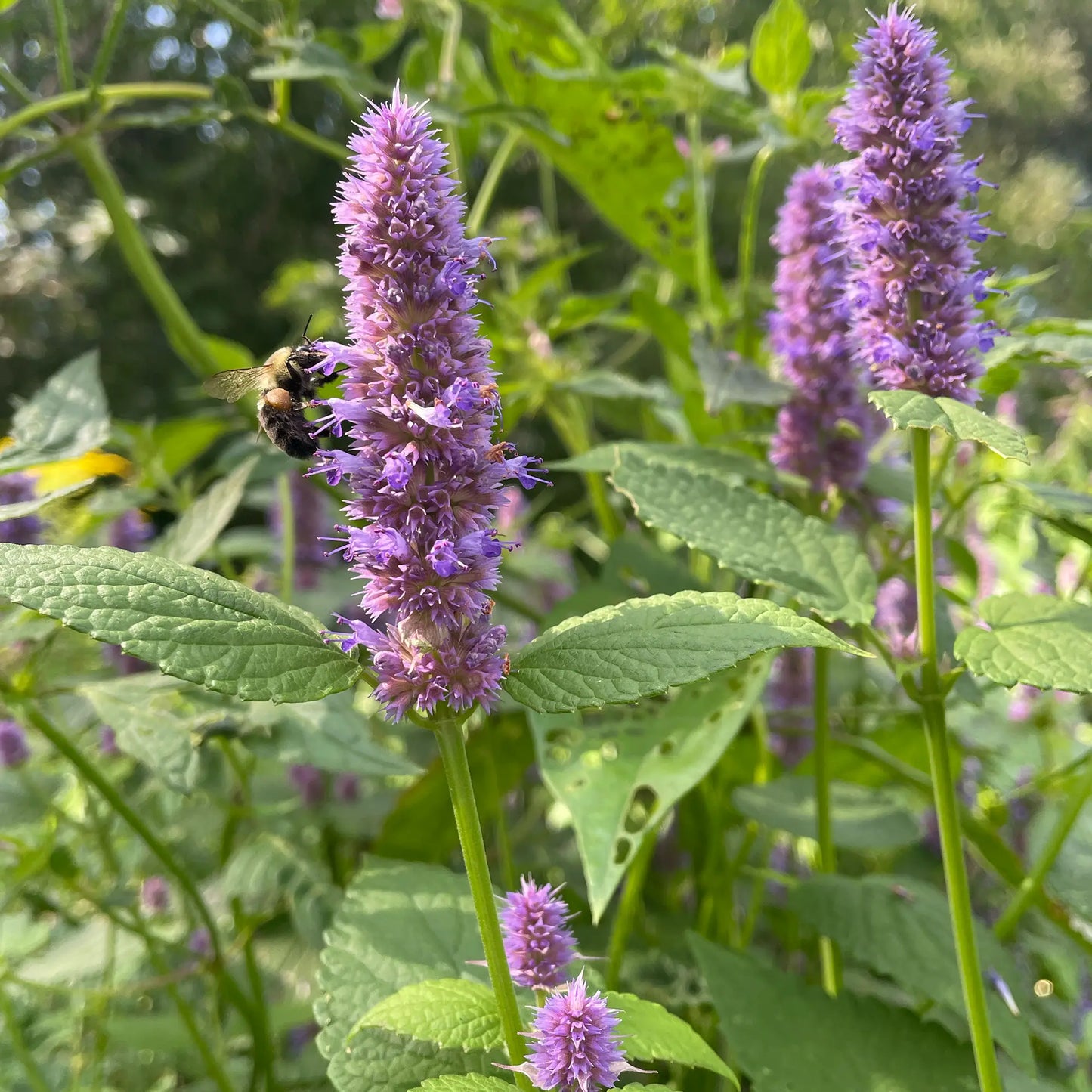 Agastache fenouil