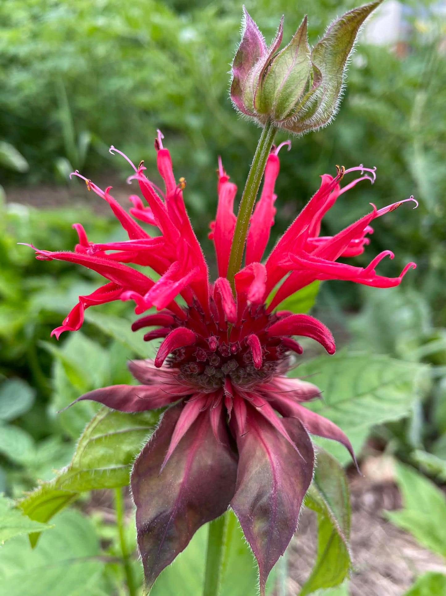 Monarde écarlate