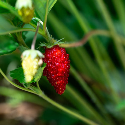 Fraisier alpin rouge