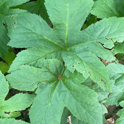 Hydraste du Canada Hydrastis canadensis