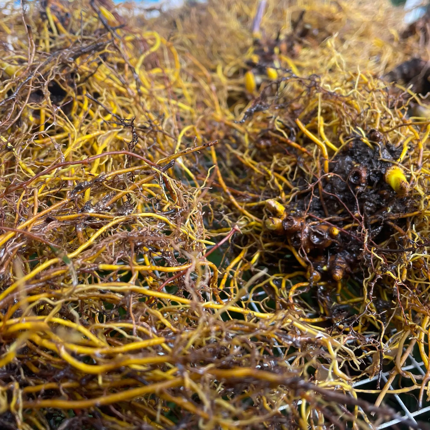 Hydraste du Canada Hydrastis canadensis