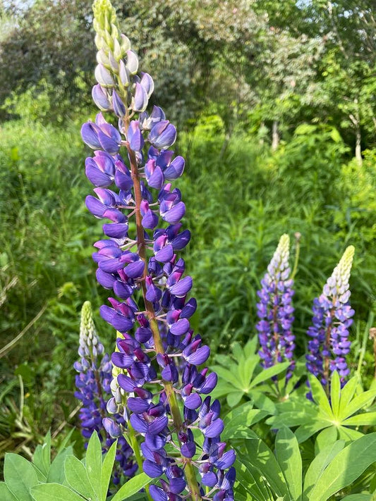 Lupin