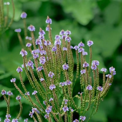 Verveine bleue